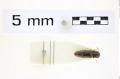 Foto (Dorsalansicht) von Glyphonyx pallidipes (Miwa, 1934) (NHMW-ZOO-COL-0008428)